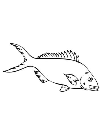 Yellowtail Snapper Coloring Page